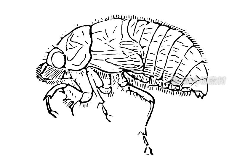 蝉(Cicada plebeja)幼虫